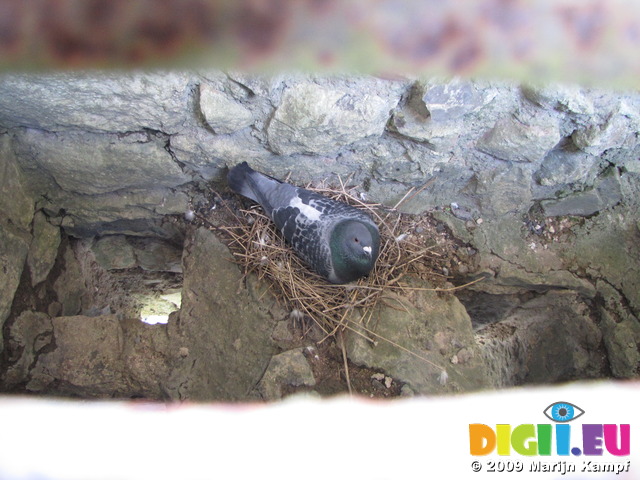 SX03186  Rock Dove (Columba Livia) roosting in castle